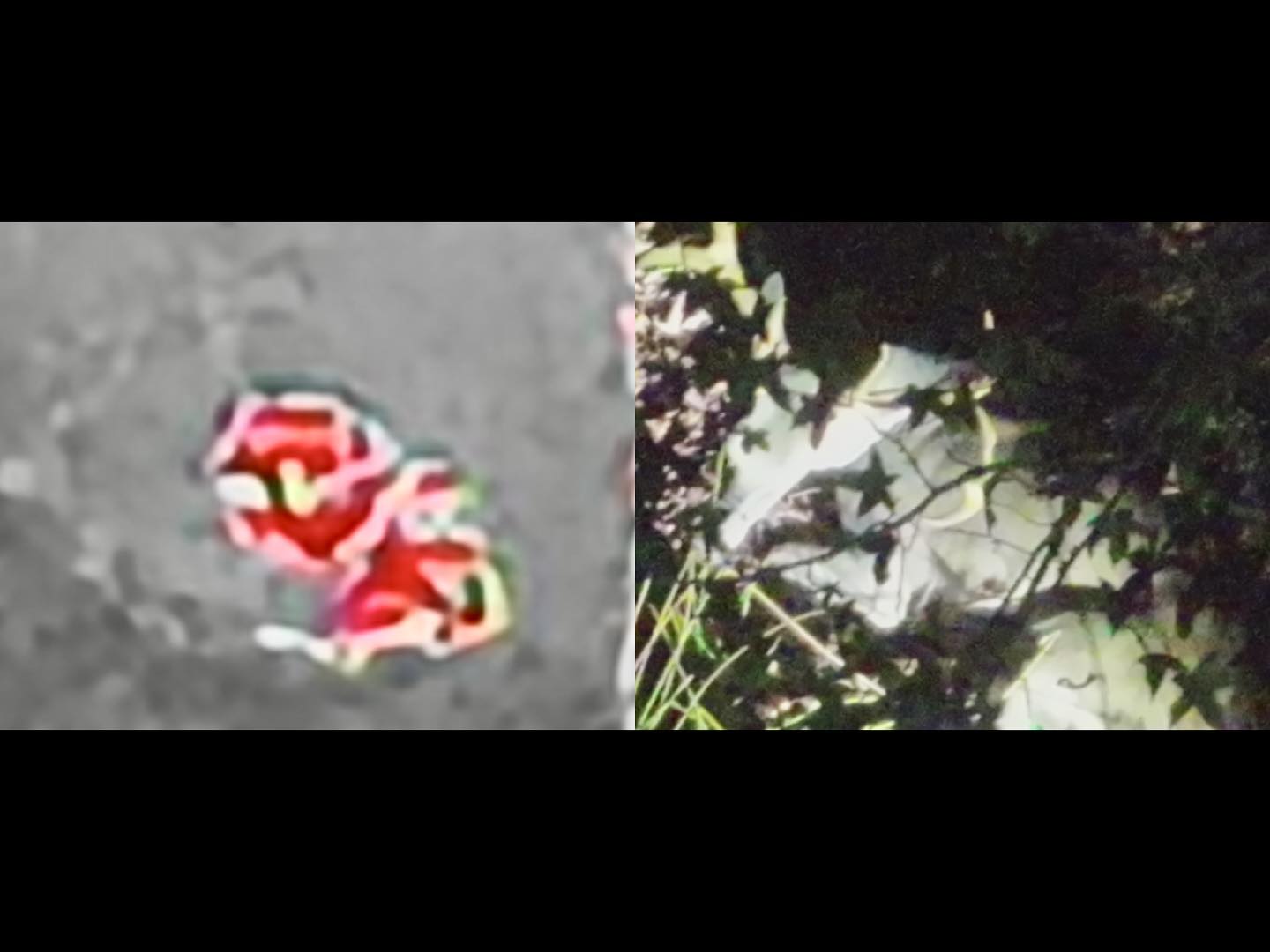 Thermal signature beside the visual confirmation of an animal in cover