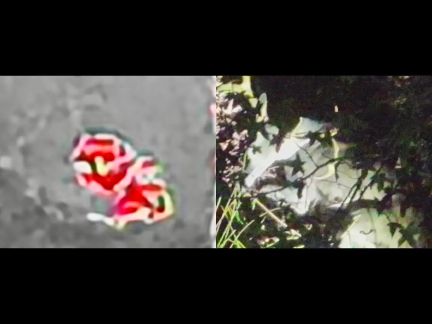 Thermal signature next to the visual confirmation of the recovered animal