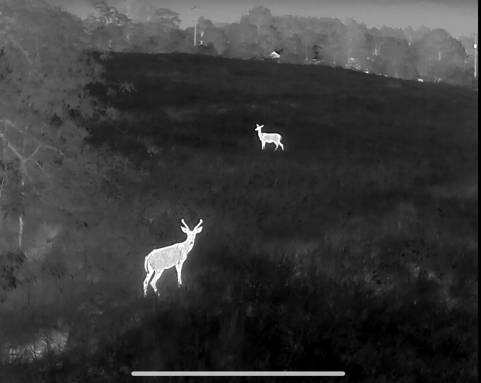 Thermal drone footage of a buck on an Arkansas hillside at night